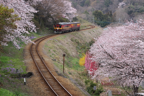 わたらせ渓谷鉄道 真坂のs字カーブと桜 撮影日 16 4 3 Toshiさんのお気楽ブログ