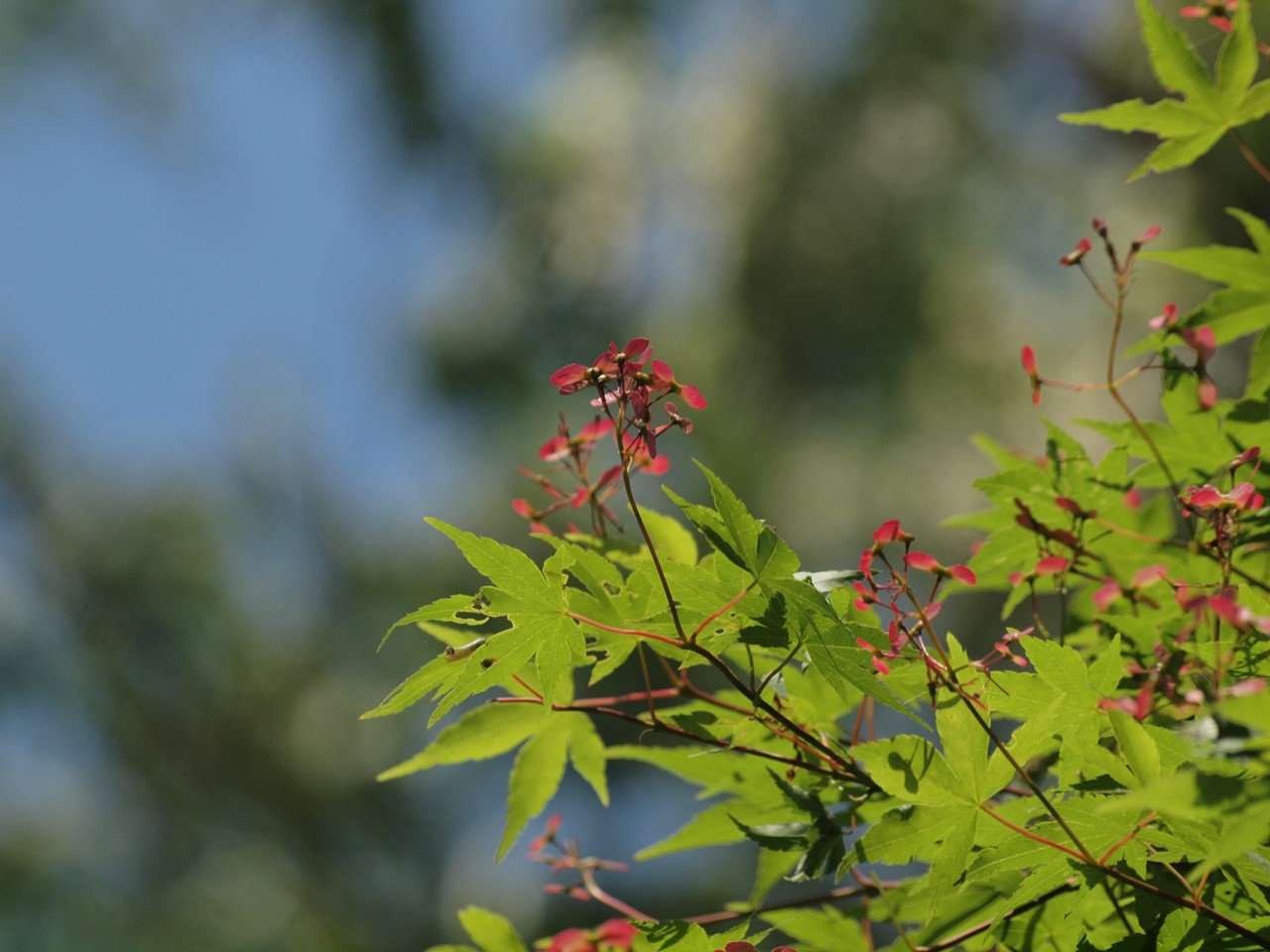 『岐阜県百年公園を歩いて・・・(北ゲートからの散策～)』_d0054276_20282697.jpg