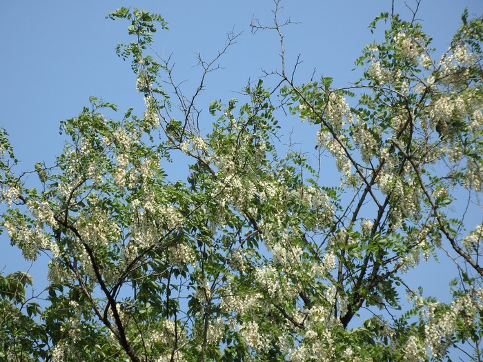 『岐阜県百年公園を歩いて・・・(北ゲートからの散策～)』_d0054276_20292892.jpg