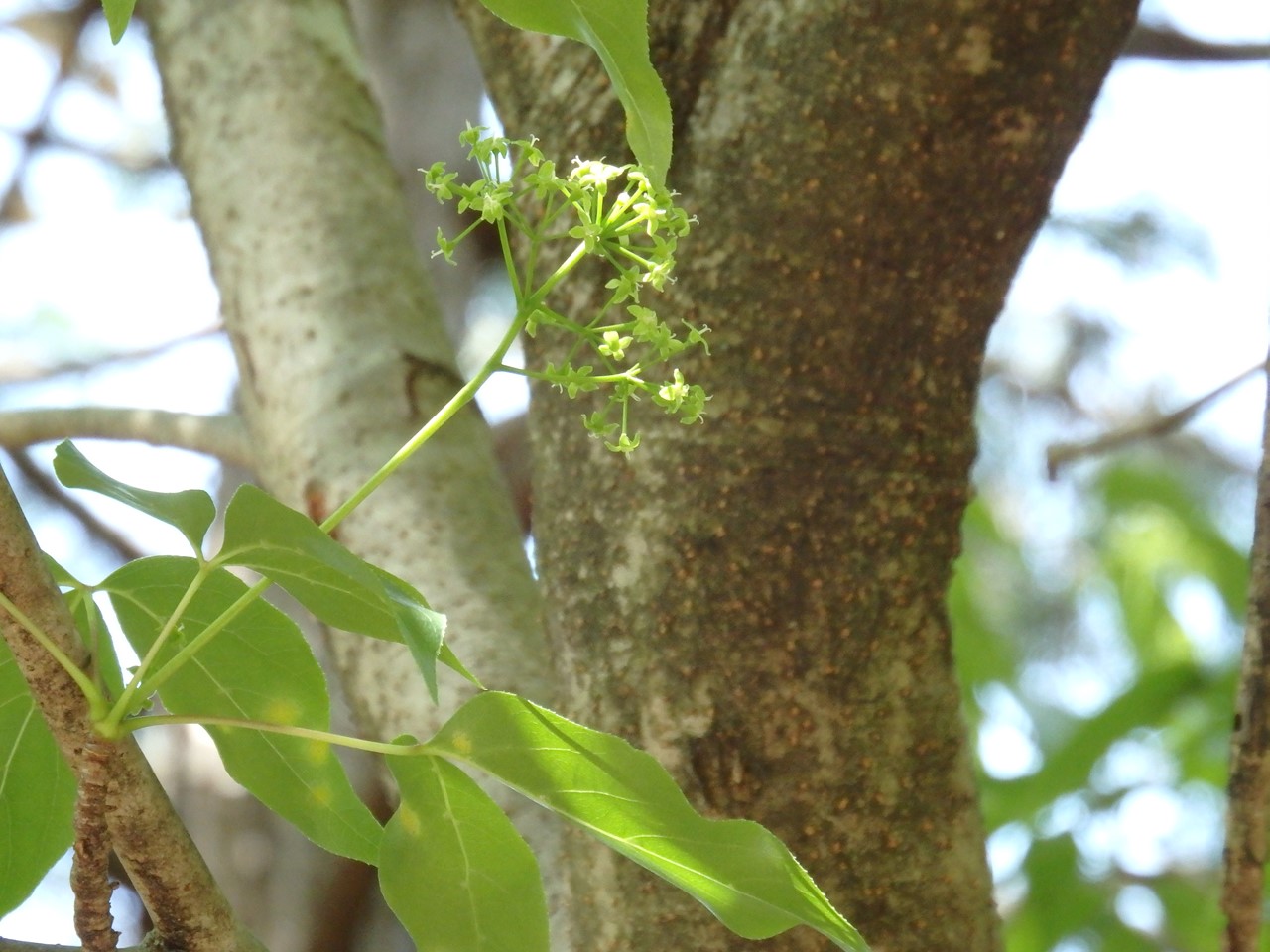 『岐阜県百年公園を歩いて・・・(北ゲートからの散策～)』_d0054276_2033831.jpg