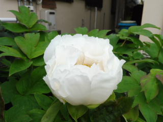 e0046477_72033.jpg
