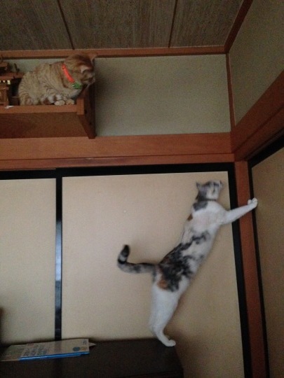 雨の日の猫は_e0355177_17051347.jpg