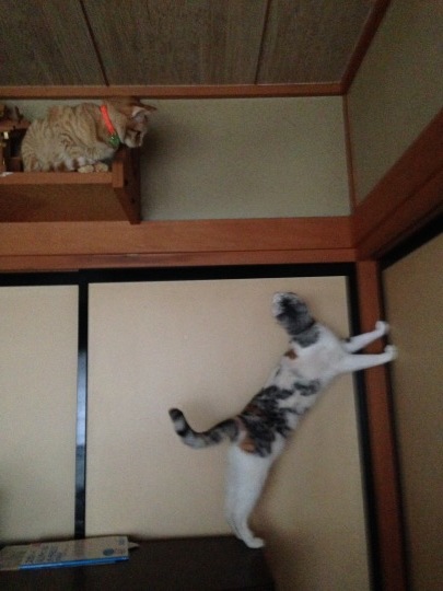 雨の日の猫は_e0355177_17052981.jpg