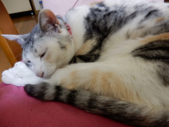 雨の日の猫は_e0355177_17054638.jpg