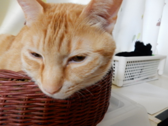 雨の日の猫は_e0355177_17062401.jpg