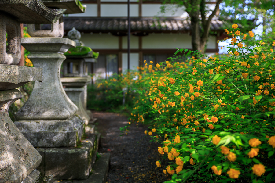 山吹の頃！　～松尾大社～_b0128581_20345083.jpg