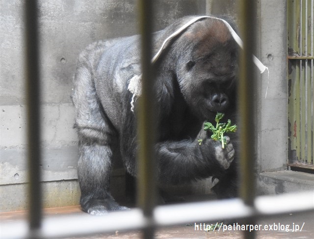 ２０１６年４月　八木山動物公園　その２_a0052986_23512591.jpg