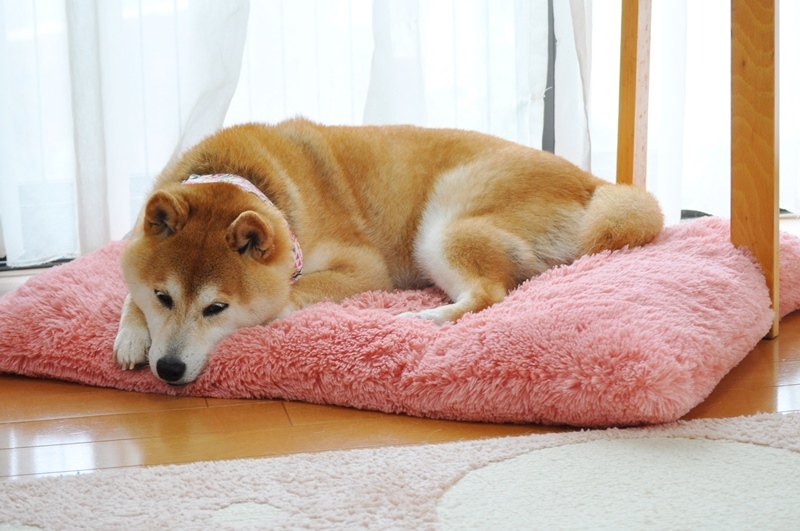 家を出る前に_a0126590_22012134.jpg