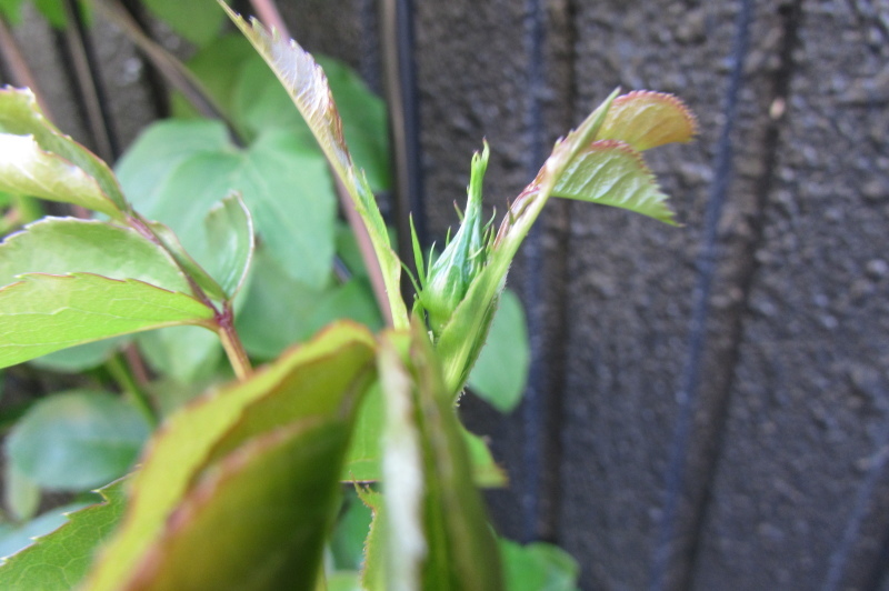 バラの開花までの記録～ローゼンドルフシュパリースホープ～_d0350392_18293159.jpg