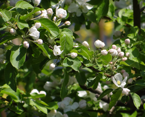 庭の花木♪　姫リンゴ、八重咲きツツジなど_a0136293_1849101.jpg