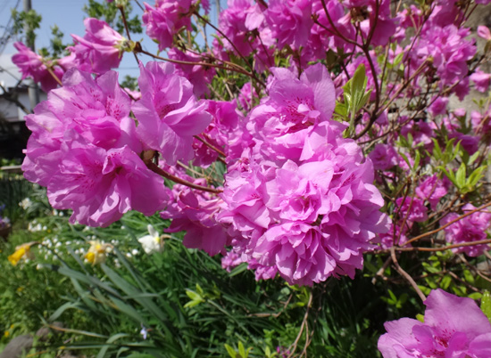 庭の花木♪　姫リンゴ、八重咲きツツジなど_a0136293_18561346.jpg