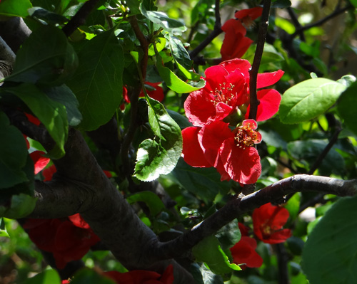 庭の花木♪　姫リンゴ、八重咲きツツジなど_a0136293_1955773.jpg