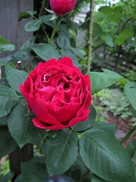 c0117898_21361330.jpg