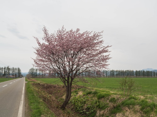 中札内らしい風景に・・「村道沿いの一本桜」が咲きました。_f0276498_21324847.jpg