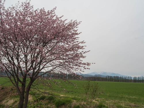 中札内らしい風景に・・「村道沿いの一本桜」が咲きました。_f0276498_21343876.jpg