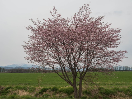 中札内らしい風景に・・「村道沿いの一本桜」が咲きました。_f0276498_21354139.jpg