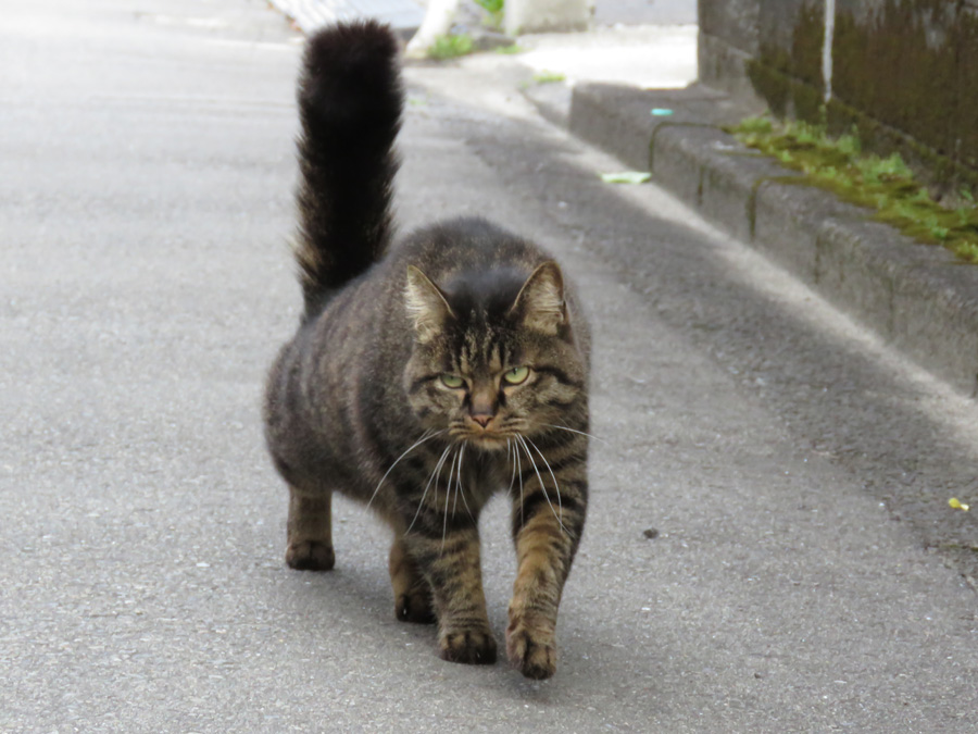 子どもの日もネコちゃんデー　(^o^)_c0049299_23172255.jpg