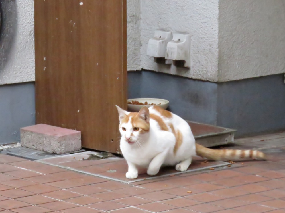 子どもの日もネコちゃんデー　(^o^)_c0049299_2321832.jpg