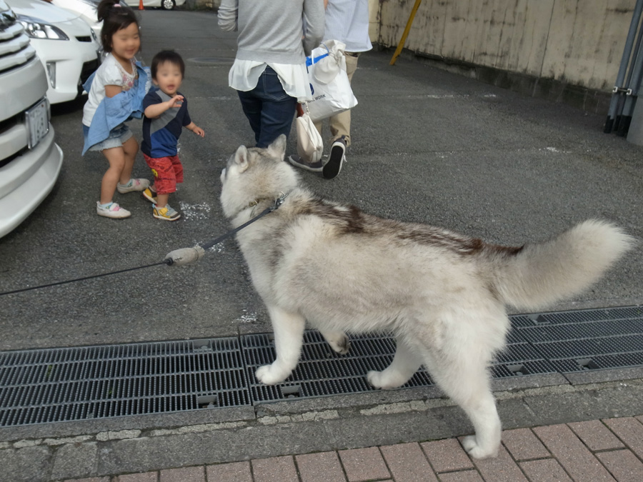 子どもの日もネコちゃんデー　(^o^)_c0049299_23242873.jpg