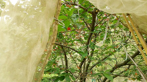 e0270403_1549522.jpg