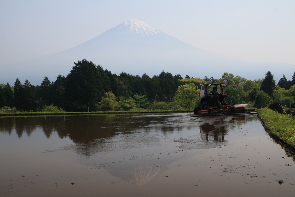 田植えの頃_a0188405_22353102.jpg