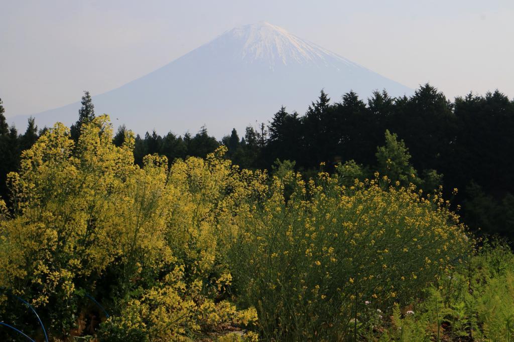 田植えの頃_a0188405_22360053.jpg