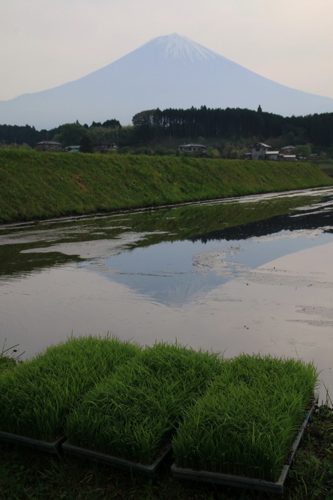 田植えの頃_a0188405_22360880.jpg