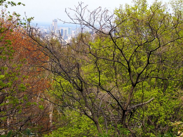 2016年5月10日(火)　　藻岩山　旭山公園口（標高531ｍ）_a0345007_16293716.jpg