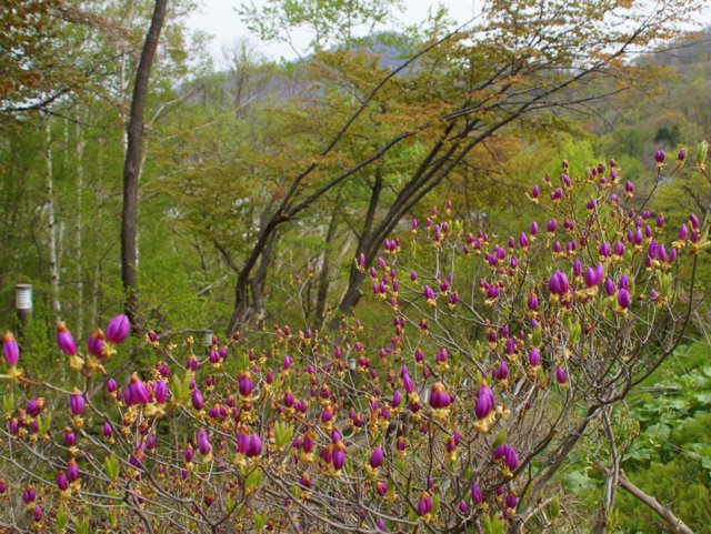 2016年5月10日(火)　　藻岩山　旭山公園口（標高531ｍ）_a0345007_16302421.jpg