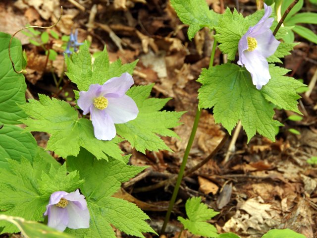 2016年5月10日(火)　　藻岩山　旭山公園口（標高531ｍ）_a0345007_9582229.jpg