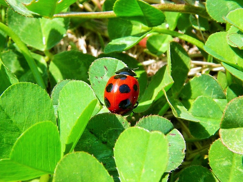 テントウムシ、ずらり。_b0049307_14412752.jpg