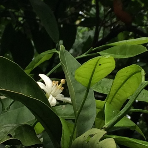 ネロリの花 もどき Aloha Healing Makanoe