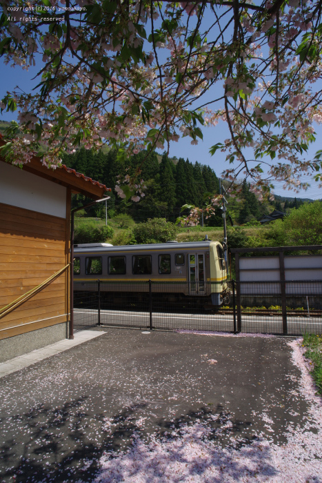早かった八重桜_d0309612_02861.jpg