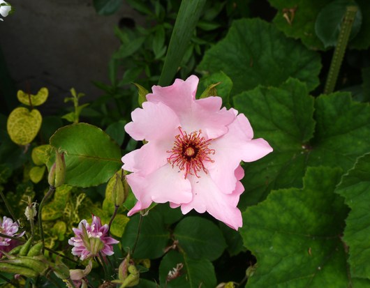 e0205713_027481.jpg