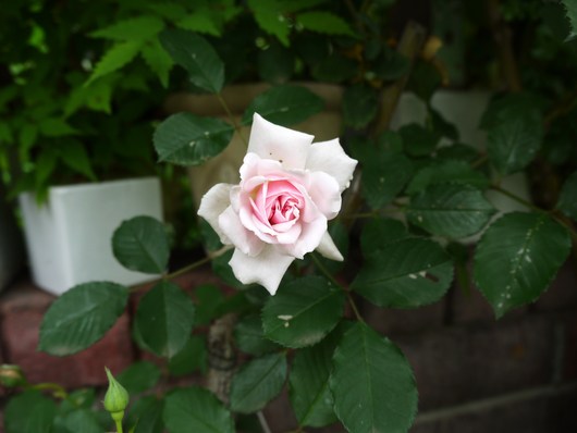 e0205713_0283530.jpg