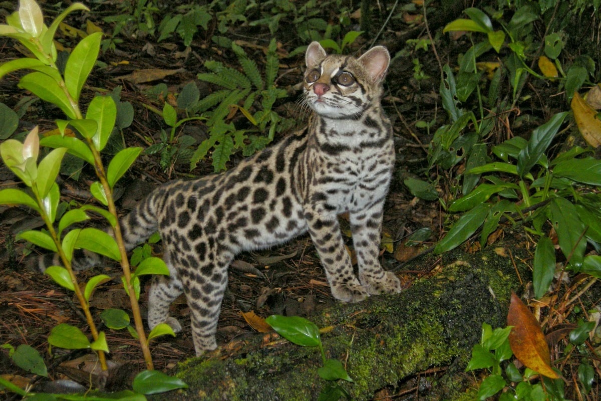 南アメリカ大陸の小さなヤマネコ、ジャガーネコ_d0063814_16083512.jpg