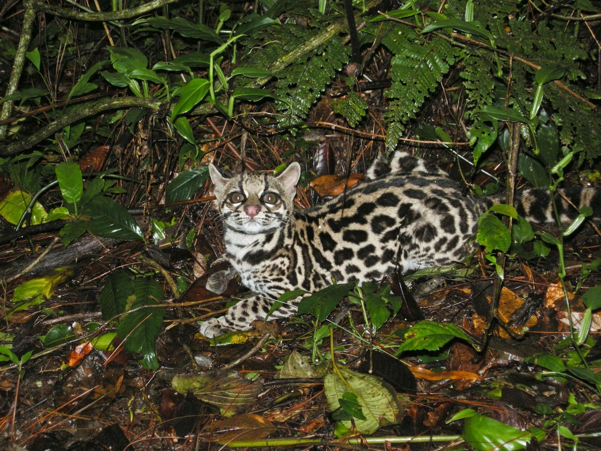 南アメリカ大陸の小さなヤマネコ、ジャガーネコ_d0063814_16095228.jpg