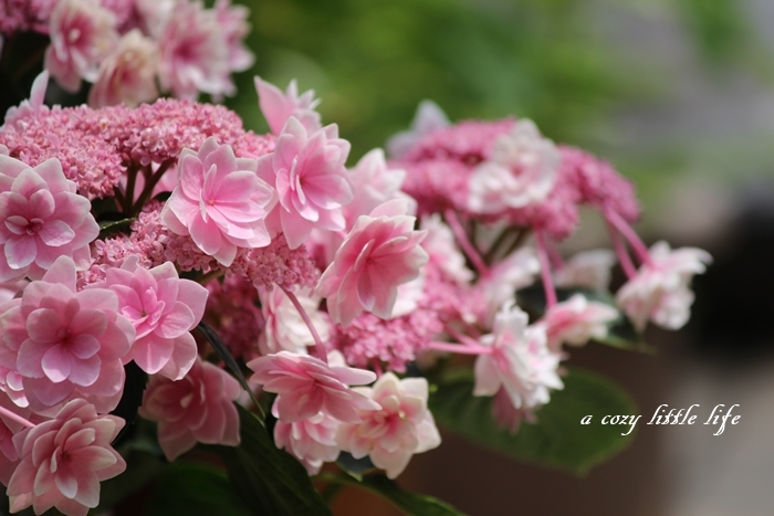 紫陽花 雨に唄えば A Cozy Little Life