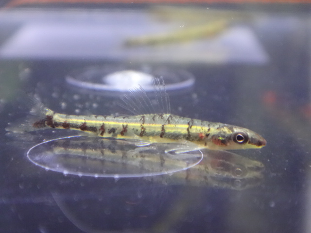 160512 熱帯魚・水草_f0189122_12265156.jpg