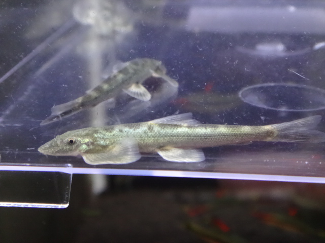 160512 熱帯魚・水草_f0189122_12285071.jpg