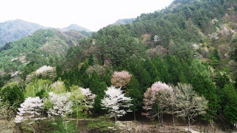 日本のチロル下栗の里　遠山郷_f0231422_21515810.jpg