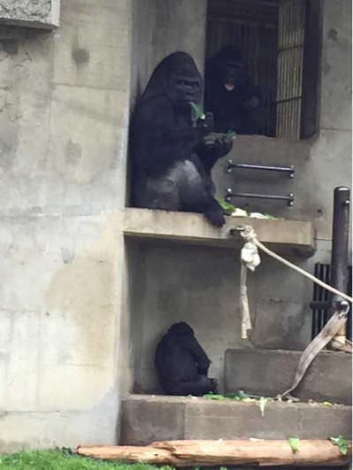 東山動物園 イケメンゴリラ_b0071624_13332598.jpg