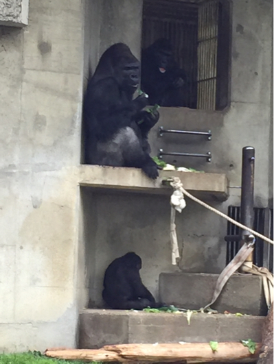 東山動物園 イケメンゴリラ_b0071624_13332673.jpg