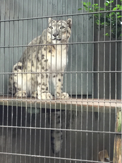 東山動物園 ユキヒョウなど_b0071624_13431416.jpg