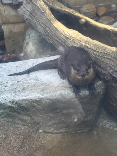 東山動物園 ウォンバット カワウソ プレーリードッグ_b0071624_13572243.jpg