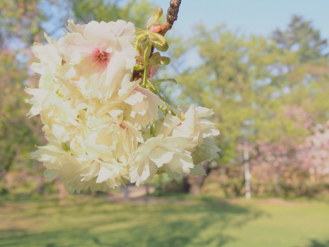 弘前公園桜とチューリップ*2016.05.08_b0147224_16254787.jpg