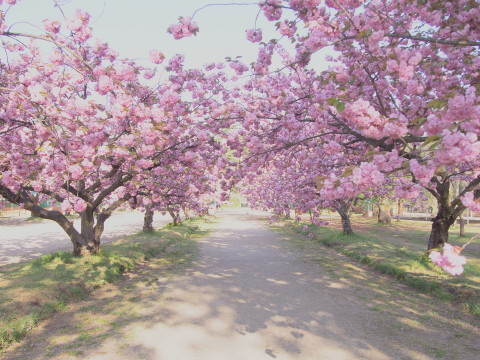 弘前公園桜とチューリップ*2016.05.08_b0147224_16282594.jpg