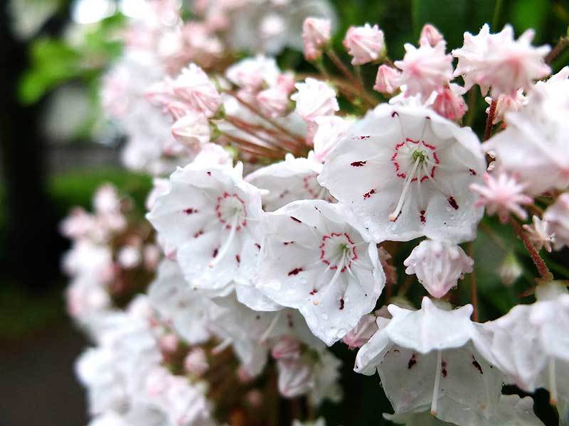 朝は雨が続き濡れる花も美しき_e0123825_10353890.jpg