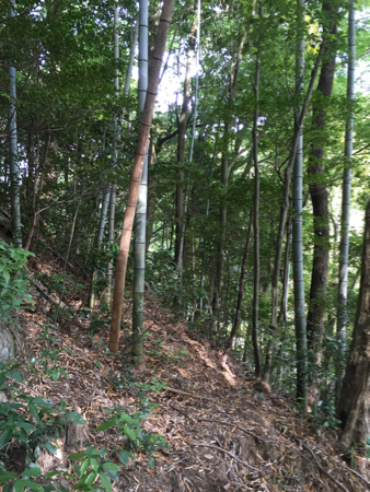 山の中の「鶴亀堂」でタケノコ掘り♬_a0284626_00341882.jpg
