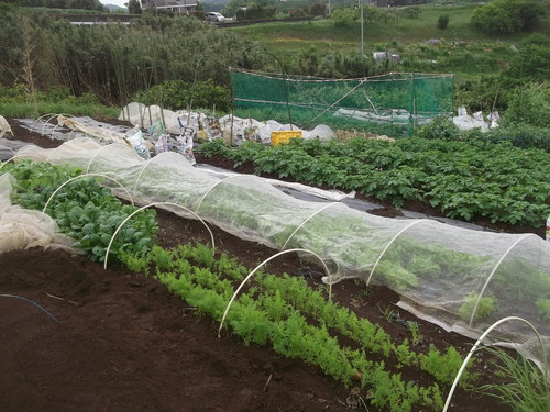 初夏ですが..秋野菜の植え付け!_b0137932_14241215.jpg